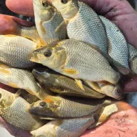 بچه ماهی کپور دونه ۸۵۰۰پرورشی