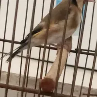 سهره