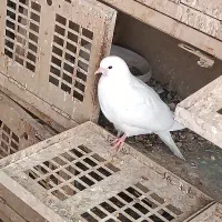 مفلق  سفید کله خالدار