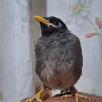 جوجه مرغ مینا کاملادستی و قناری شتری ماده آماده