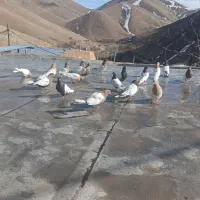 کله ای سینه ای ۲۰ عدد