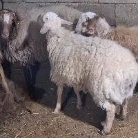 گوسفند زنده بره نر