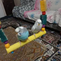 مرغ عشق مولد