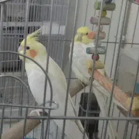 ۲ عروس هلندی با قفس