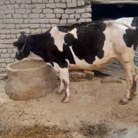 گاو