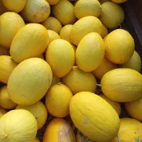 6تن خربزه شیرازی آماده