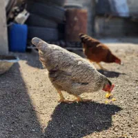 مرغ روستایی ۲۴ عدد کلا