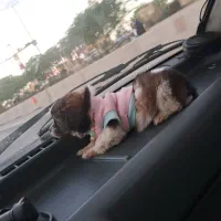 سگ مینیاتوری
