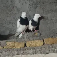 طوقی سیاه