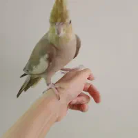 عروس هلندی پیدا شده