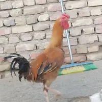 خروس