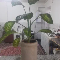 فروش گل|گل و گیاه طبیعی|کرمان, |دیوار