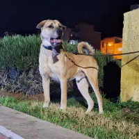 سگ پژدر