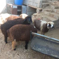 بره و کهره نر