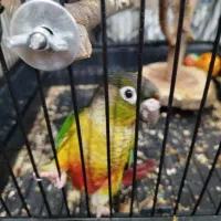 پرنده گیرینچیک