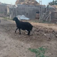گوسفند (قوچ قره قزل )