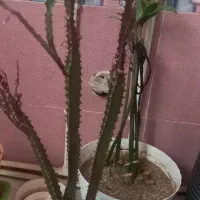 تعدادی گل طبیعی