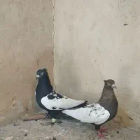 سینه