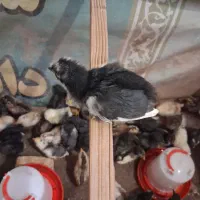 جوجه مرغ وخروس ۲۲روزه وبلدرچین ۱۵روزه