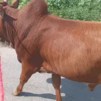 ورزا کوله