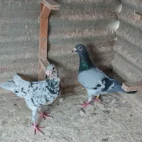 کبوتر قلدر و مسافتی