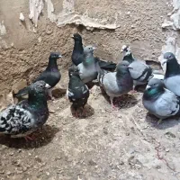 کبوتر بوم مشهد 200 هزار تومان