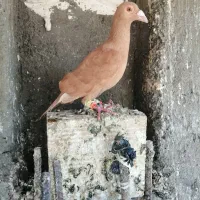 کبوترپرشی