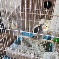 یک جفت عروس هلندی