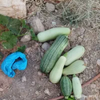 کدو خورشتی