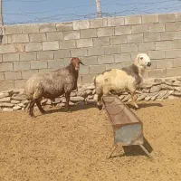 قوچ داشتی ترکی افشار
