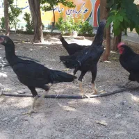 لاری اوشامو مرغ و خروس