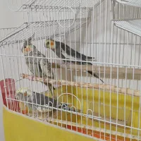 عروسک هلندی سه تا با قفس خوشگل