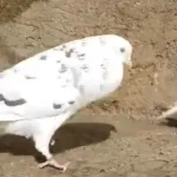 کبوتر