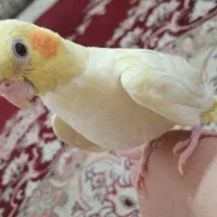 دو عدد عروس‌‌هلندی (طوطی ) ( توضیحات‌مهم)