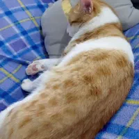 گربه نر عقیم شده