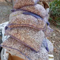 سیر بذر مغان