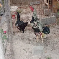 تخم مرغ لاری نطفه دار