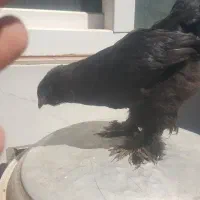 جوجه برهما اصلی