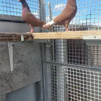 قارا سرخ خطی