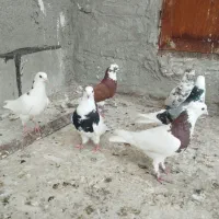 کبوتر