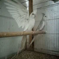 یک جفت عروس هلندی