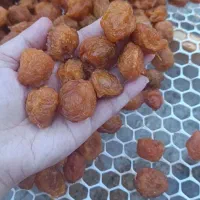 آلو کبرایی آفتابی