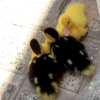 فروش ۳ عدد اردک ۱۶ روزه