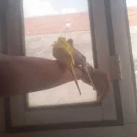 پرنده|پرنده|کلاله, |دیوار