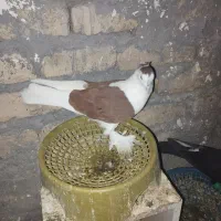 کبوتر|پرنده|مشهد, موعود|دیوار