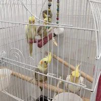 عروس هلندی