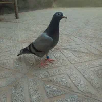کبوتر مسافتی جوجه.مسافت بلند