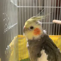 سه عروس‌هلندی همراه قفس و وسایل(به علت جابه‌جایی)