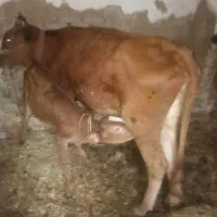 گاووگوساله ۵عدد