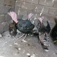بوقلمون